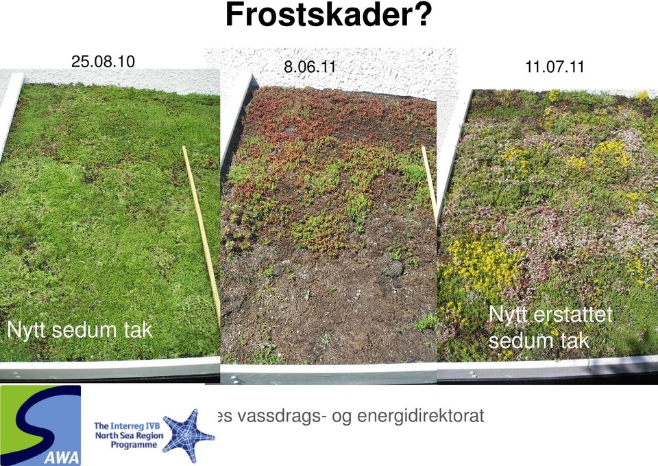 11 Nytt sedum tak