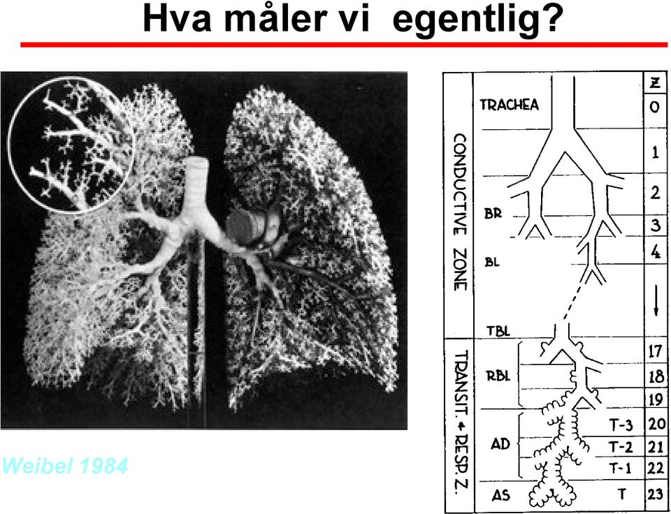 måler vi