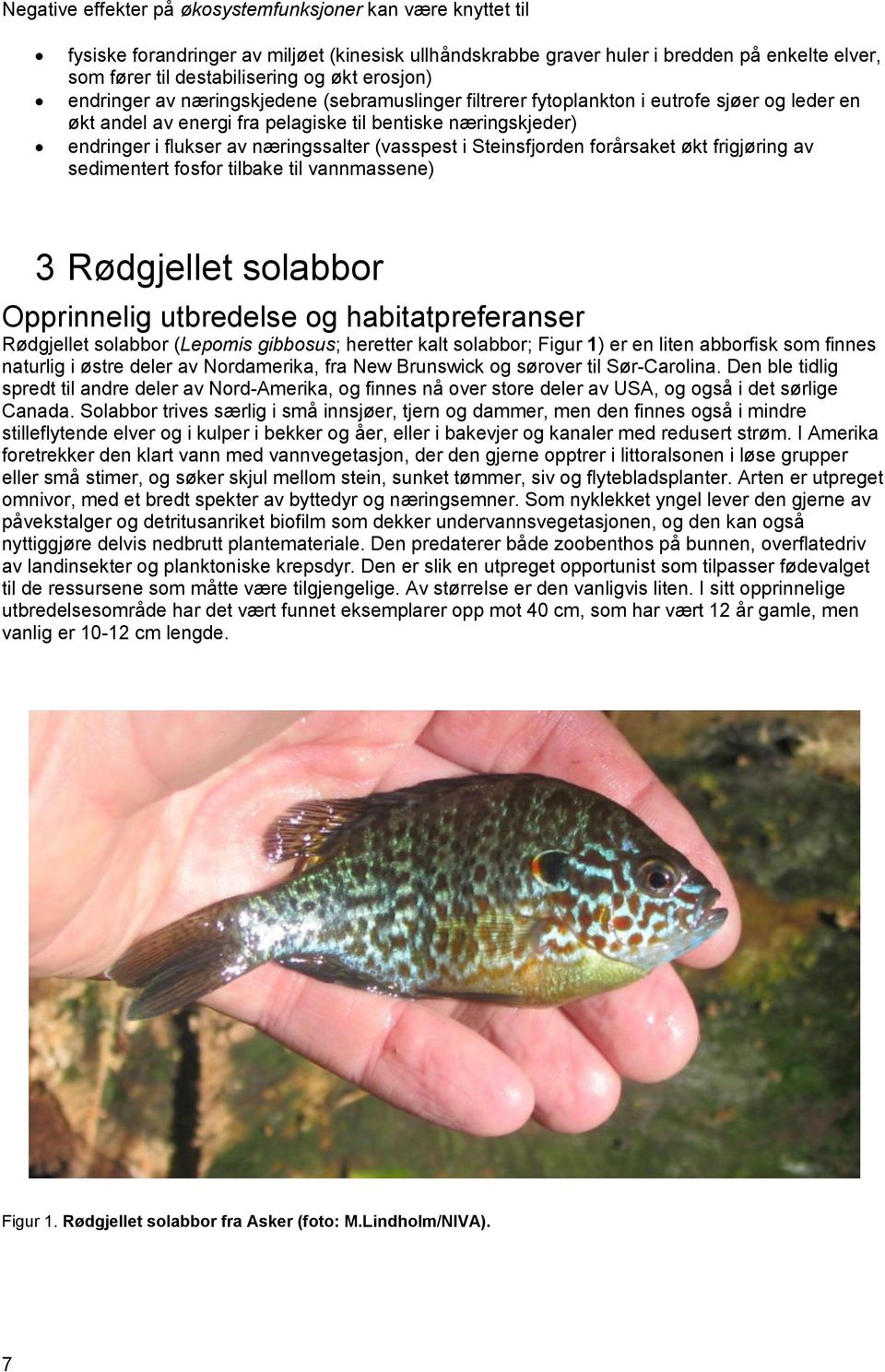 næringssalter (vasspest i Steinsfjorden forårsaket økt frigjøring av sedimentert fosfor tilbake til vannmassene) 3 Rødgjellet solabbor Opprinnelig utbredelse og habitatpreferanser Rødgjellet solabbor