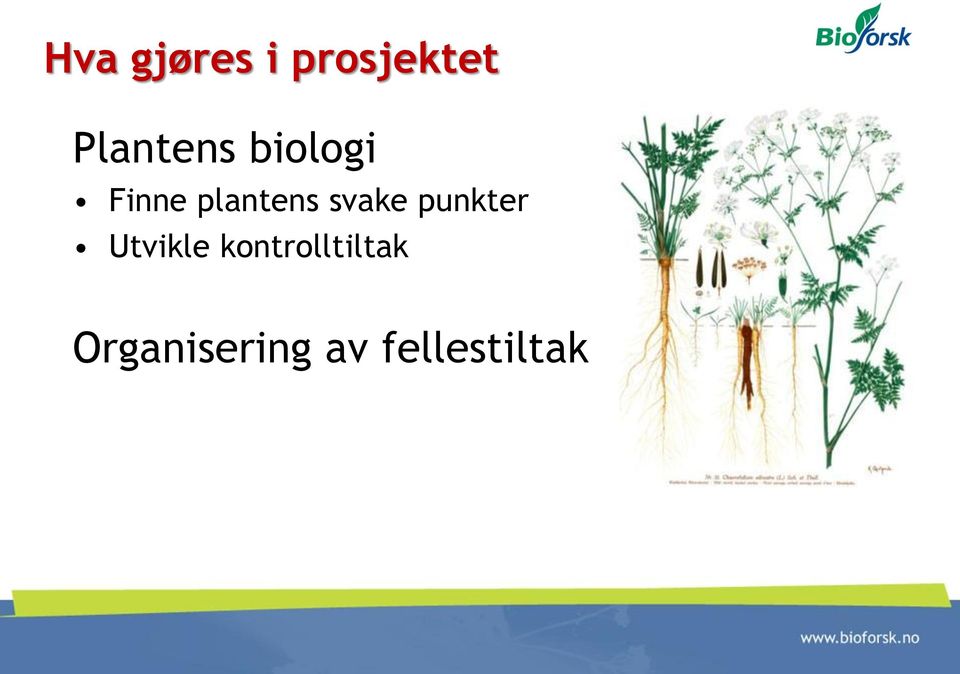 plantens svake punkter Utvikle