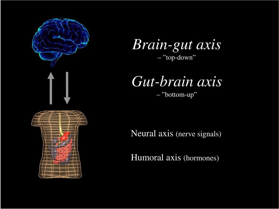Neural axis (nerve
