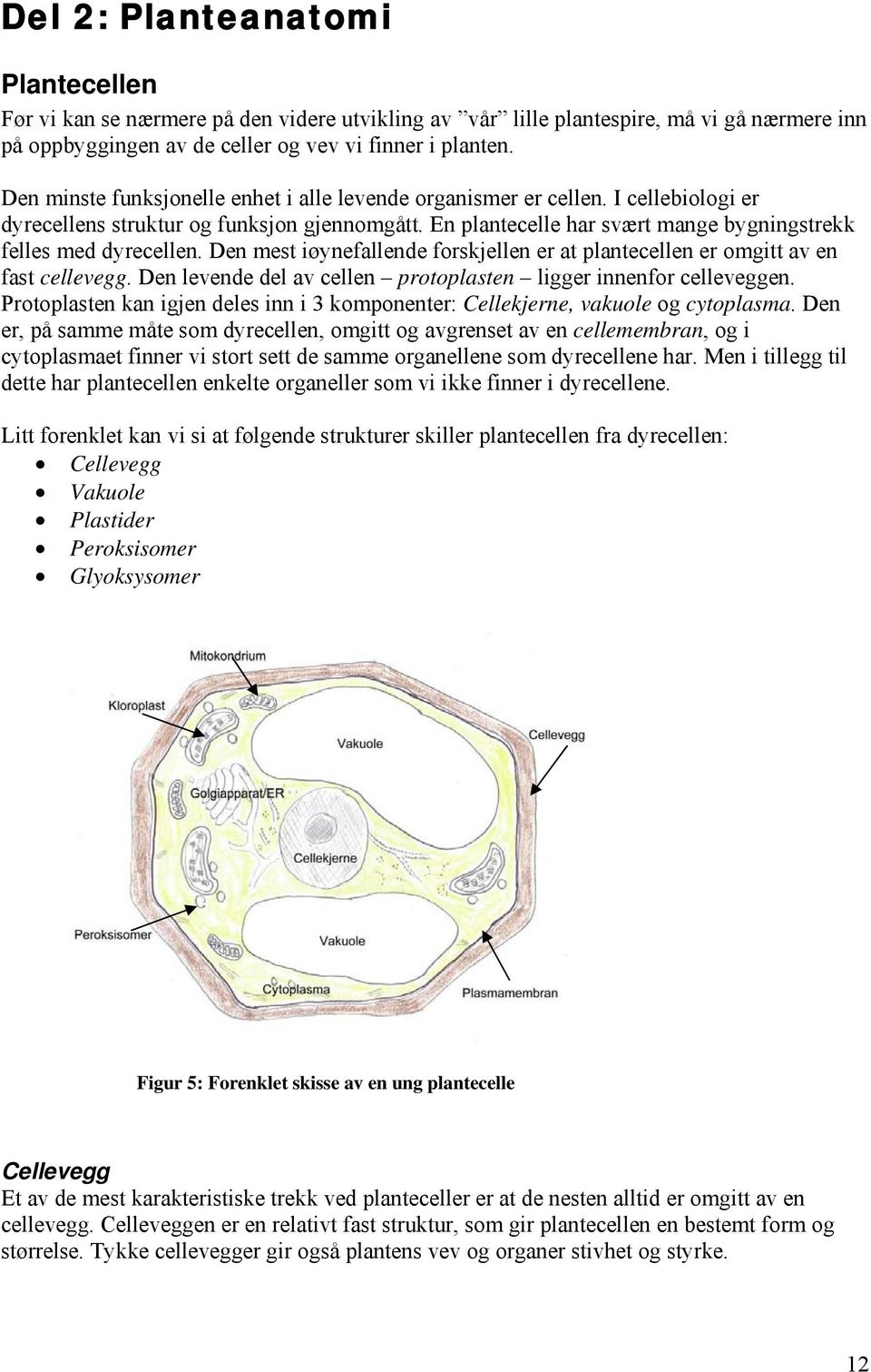 Den mest iøynefallende forskjellen er at plantecellen er omgitt av en fast cellevegg. Den levende del av cellen protoplasten ligger innenfor celleveggen.