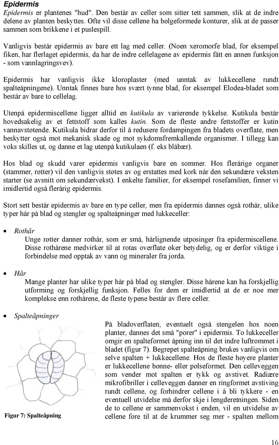 (Noen xeromorfe blad, for eksempel fiken, har flerlaget epidermis, da har de indre cellelagene av epidermis fått en annen funksjon - som vannlagringsvev).