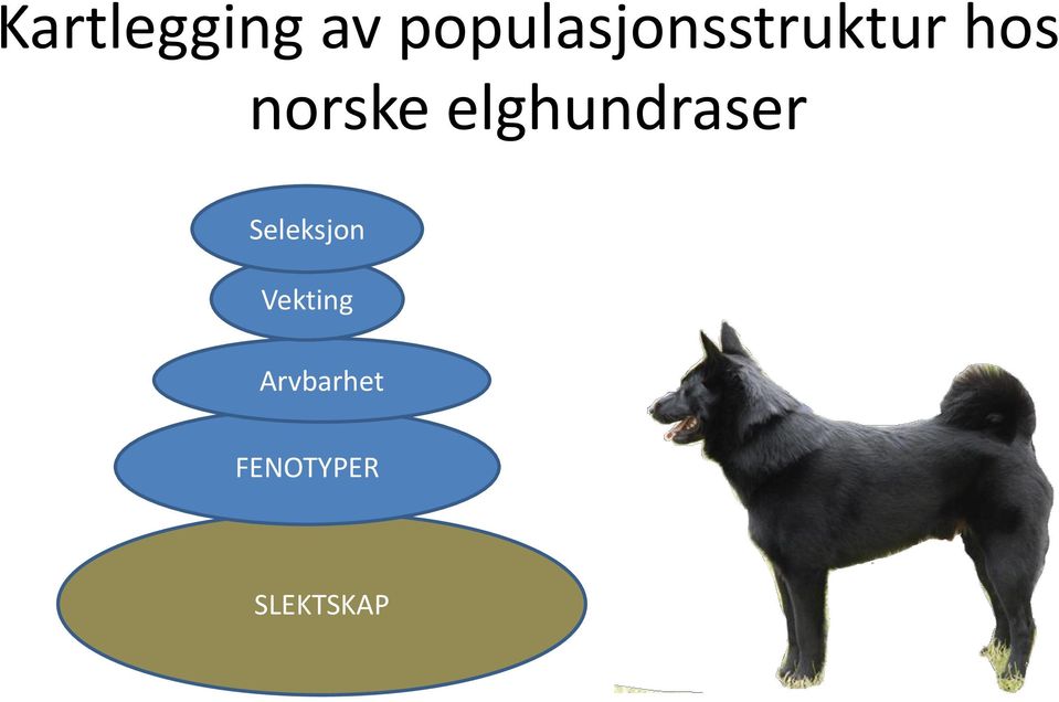norske elghundraser