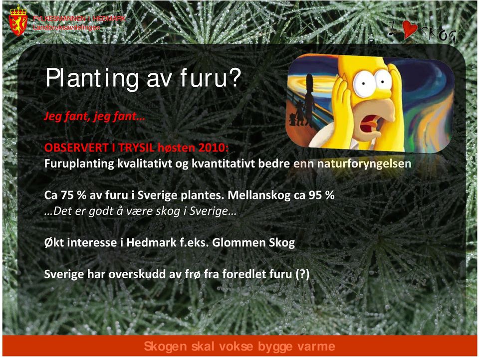 kvantitativt bedre enn naturforyngelsen Ca 75 % av furu i Sverige plantes.