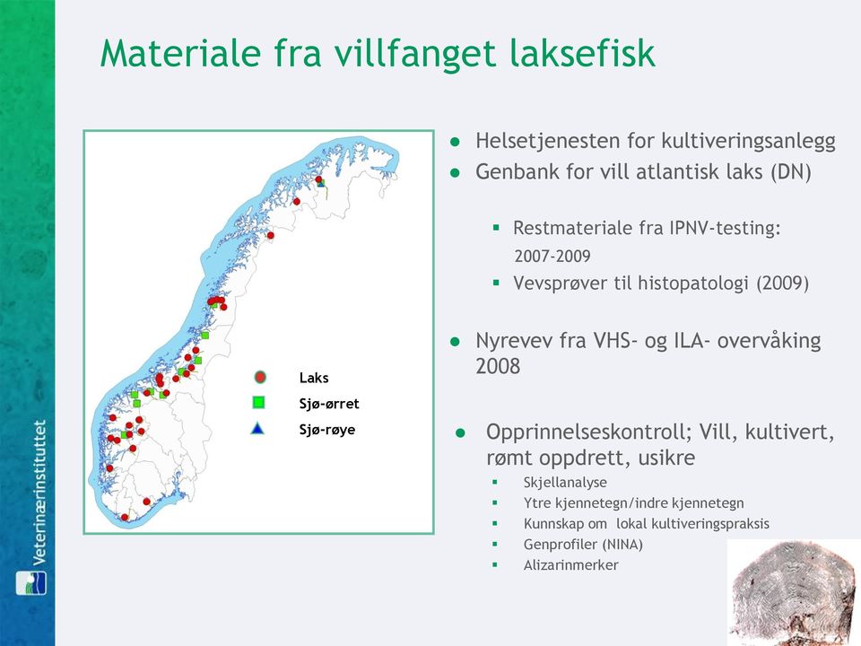 ILA- overvåking 2008 Sjø-ørret Sjø-røye Opprinnelseskontroll; Vill, kultivert, rømt oppdrett, usikre