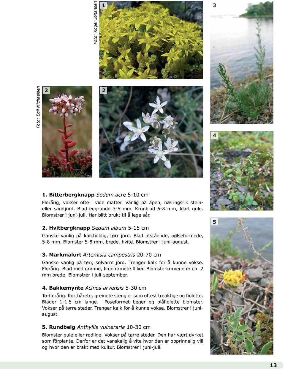 Blomster 5-8 mm, brede, hvite. Blomstrer i juni-august. 5 3. Markmalurt Artemisia campestris 20-70 cm Ganske vanlig på tørr, solvarm jord. Trenger kalk for å kunne vokse. Flerårig.