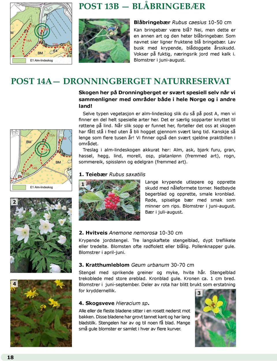 Post 14A Dronningberget NAturreservat Skogen her på Dronningberget er svært spesiell selv når vi sammenligner med områder både i hele Norge og i andre land!