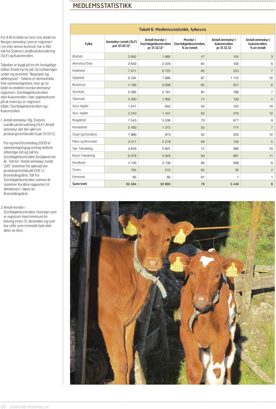 Tallene er dermed ikke helt sammenlignbare, men gir et bilde av andelen norske ammekyr registrert i Storfekjøttkontrollen eller Kukontrollen.