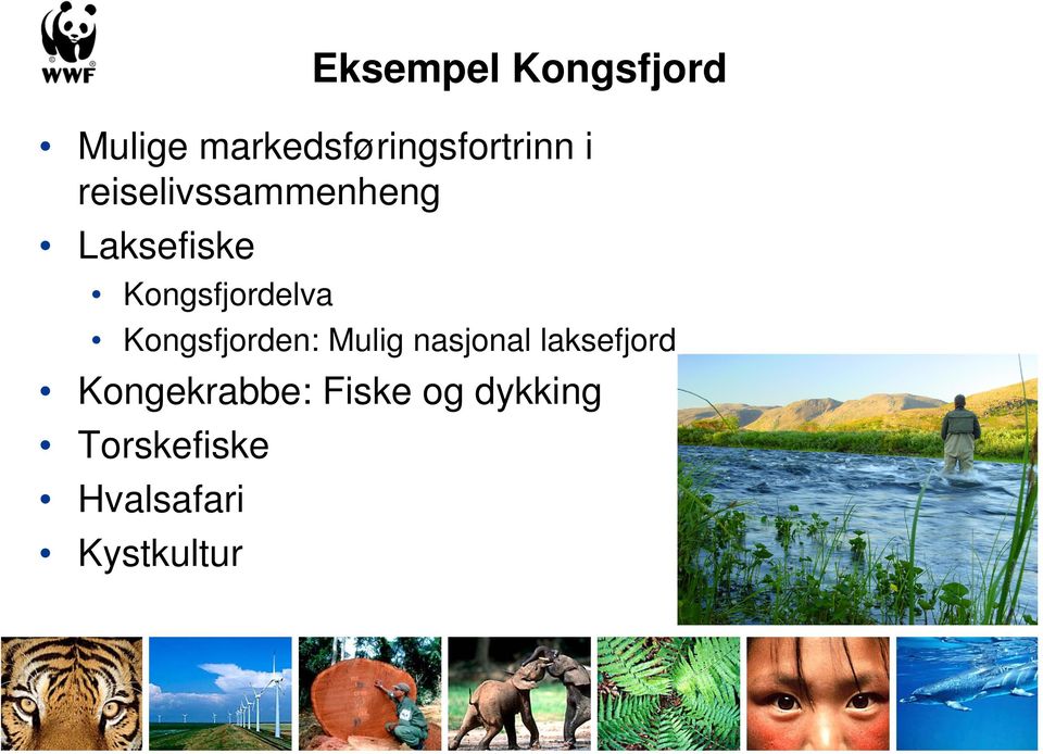 Kongsfjorden: Mulig nasjonal laksefjord