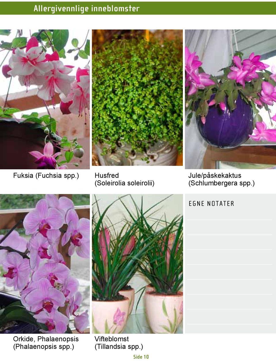 (Schlumbergera spp.