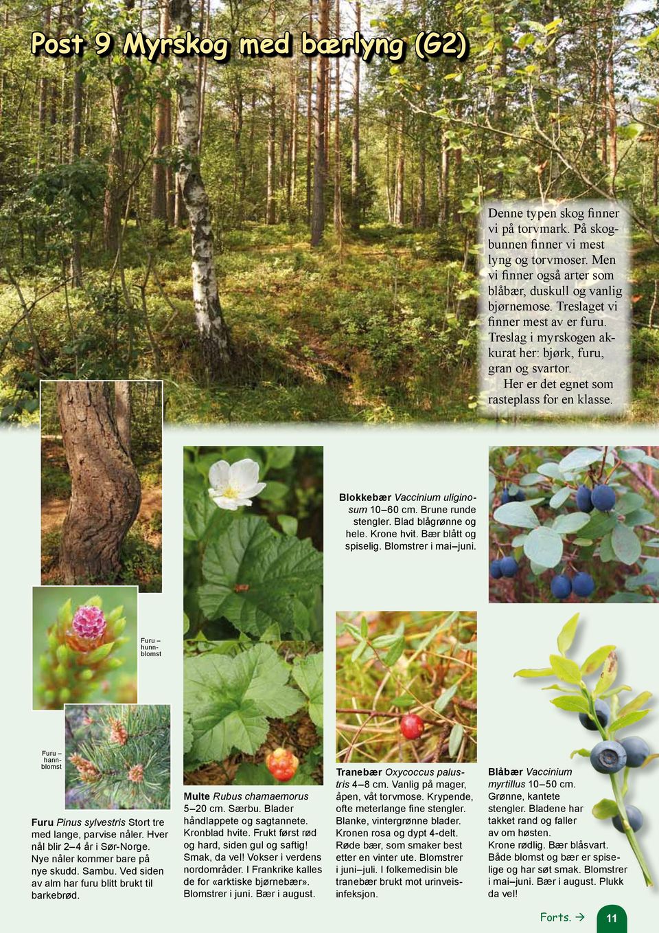 Brune runde stengler. Blad blågrønne og hele. Krone hvit. Bær blått og spiselig. Blomstrer i mai juni. Furu hunnblomst Furu hannblomst Furu Pinus sylvestris Stort tre med lange, parvise nåler.