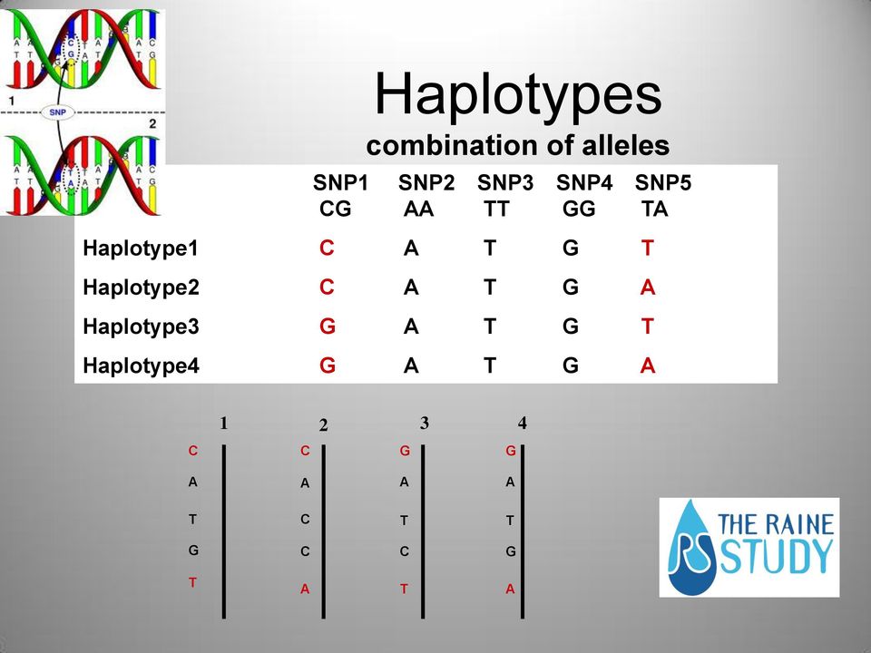 Haplotype2 C A T G A Haplotype3 G A T G T