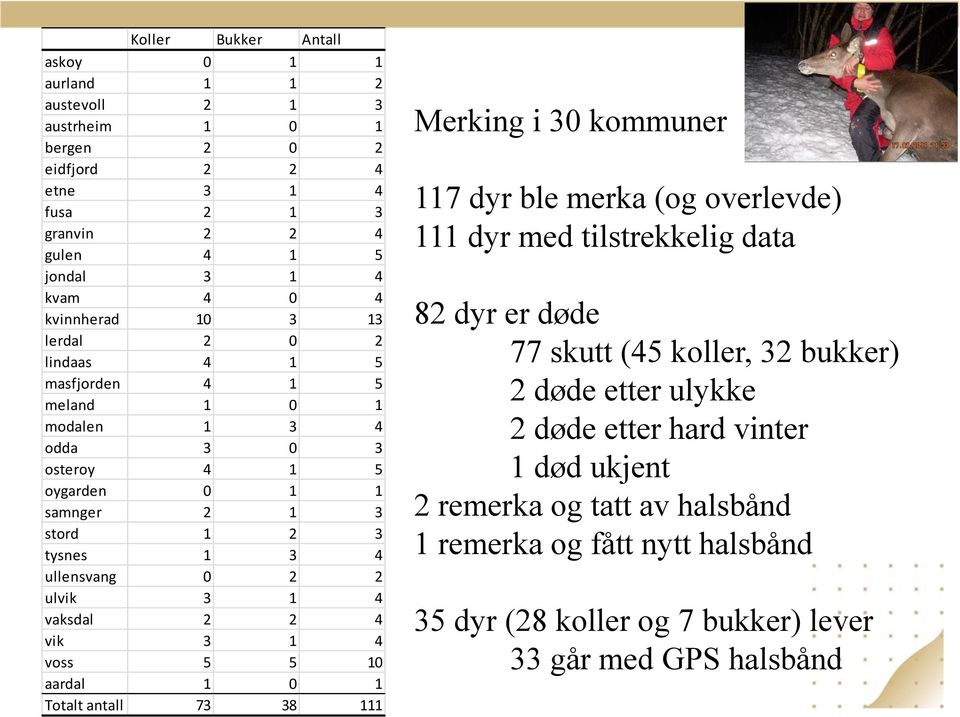 vaksdal 2 2 4 vik 3 1 4 voss 5 5 10 aardal 1 0 1 Totalt antall 73 38 111 Merking i 30 kommuner 117 dyr ble merka (og overlevde) 111 dyr med tilstrekkelig data 82 dyr er døde 77 skutt (45