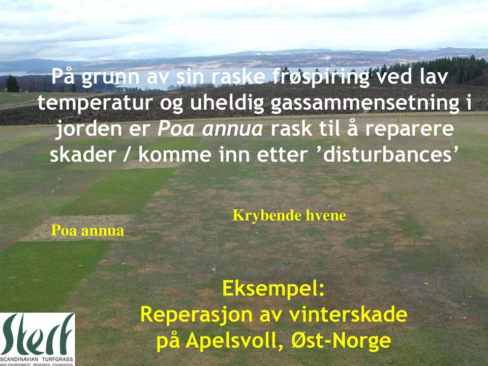 reparere skader / komme inn etter disturbances Poa annua