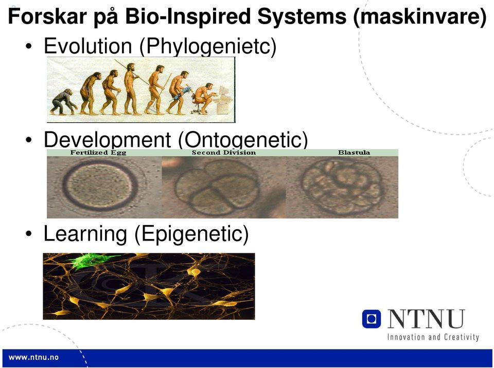 Evolution (Phylogenietc)