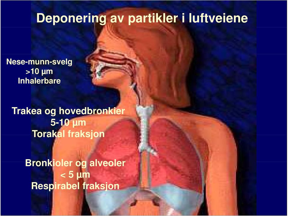 og hovedbronkier 5-10 µm Torakal fraksjon