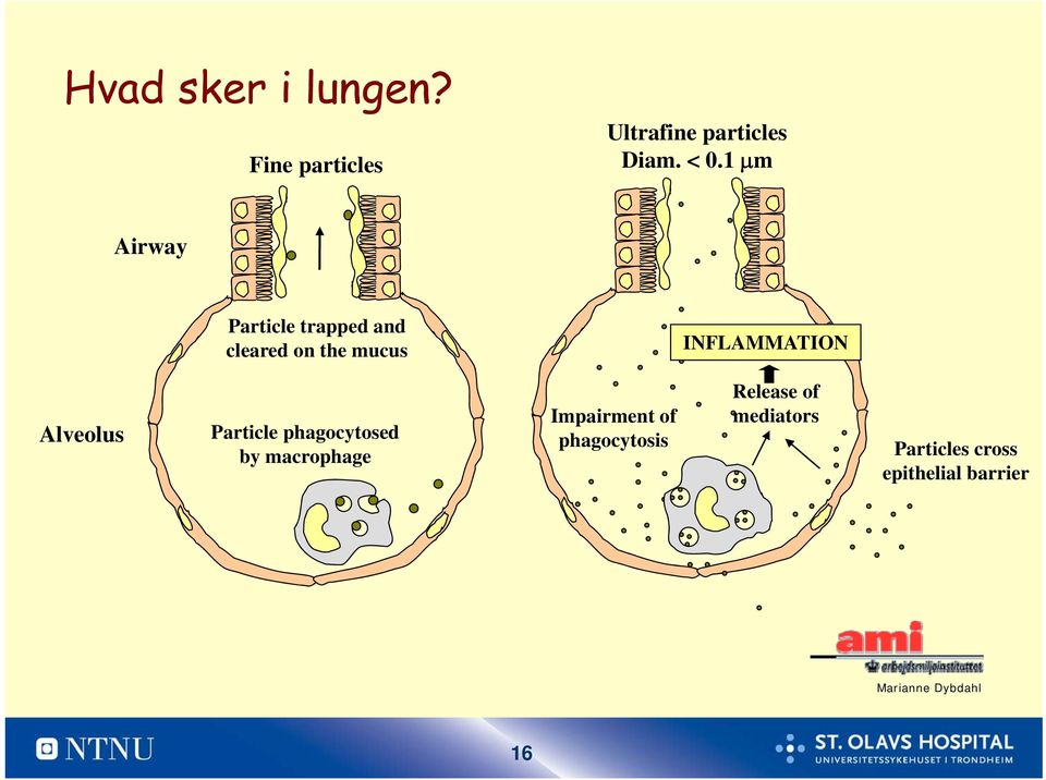 Alveolus Particle phagocytosed by macrophage Impairment of