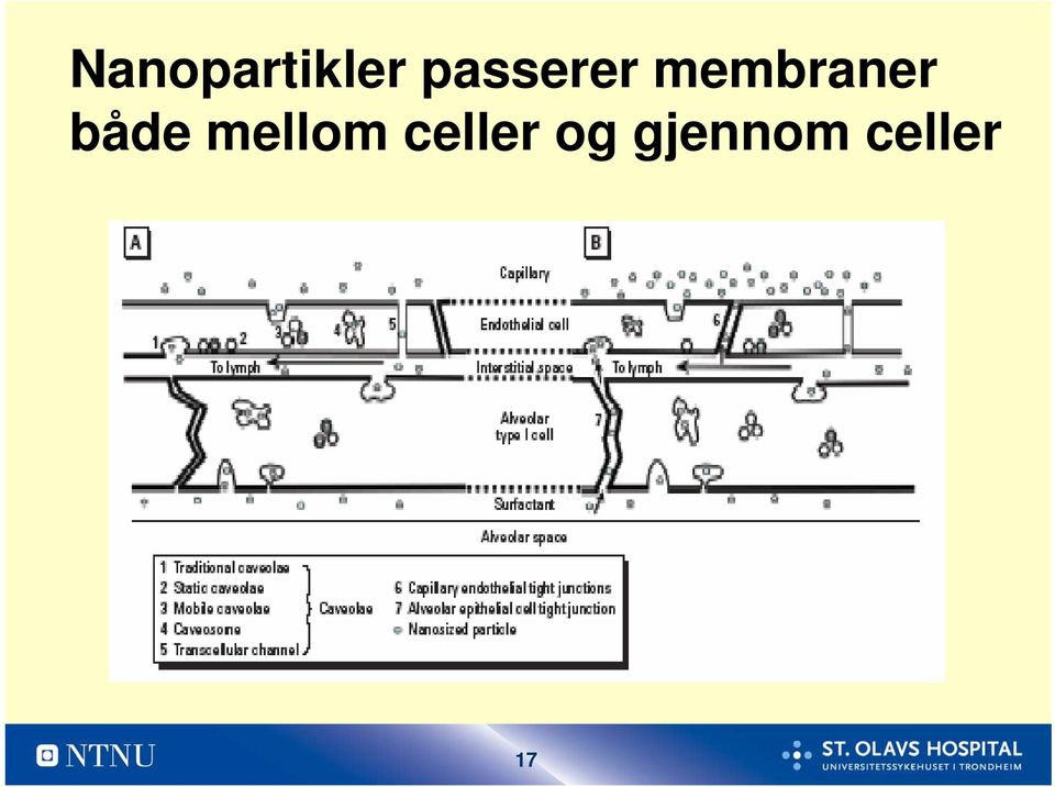 membraner både