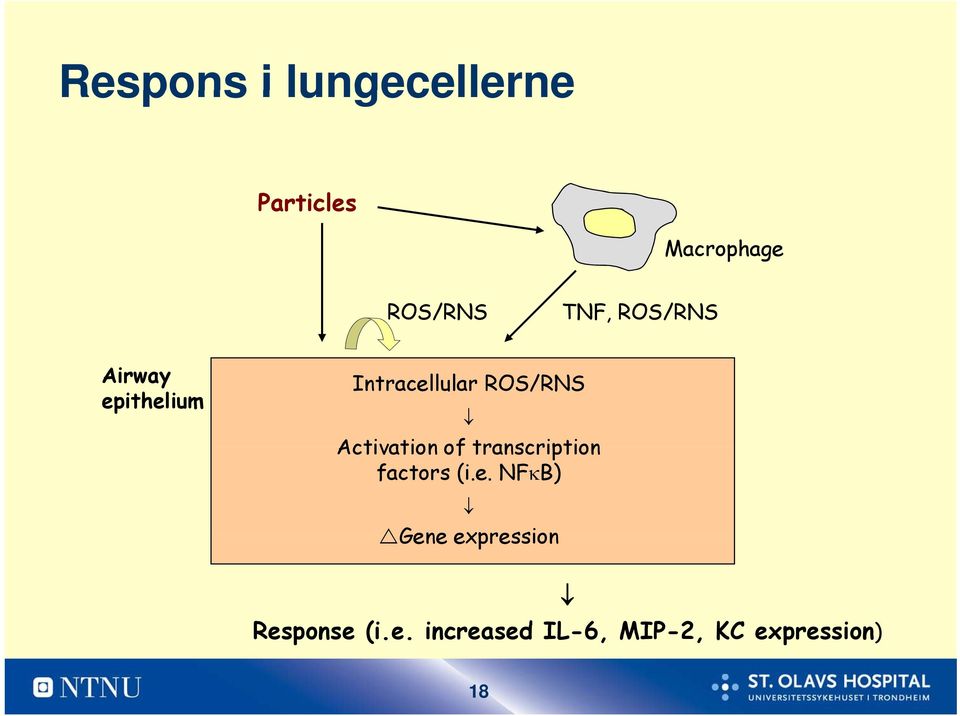 Activation of transcription factors (i.e.