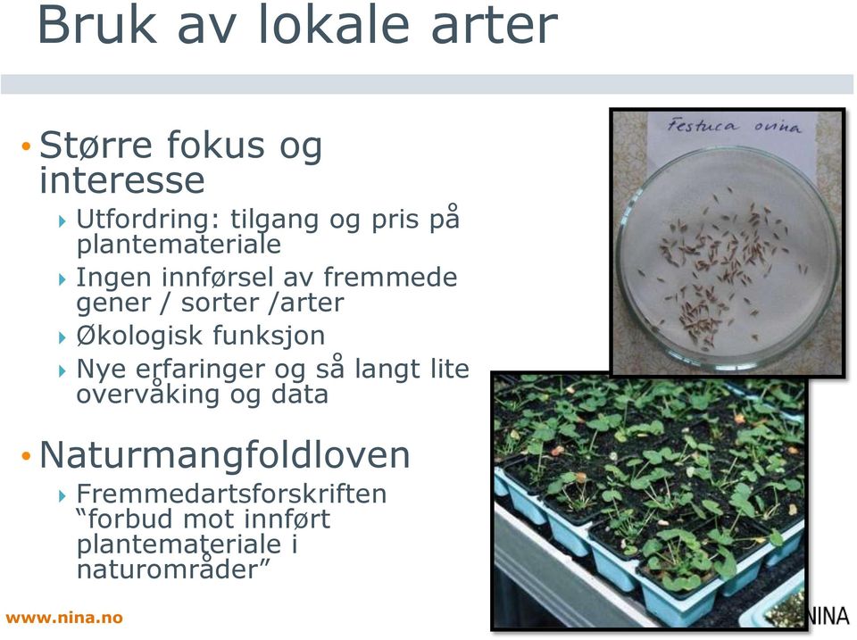 Nye erfaringer og så langt lite overvåking og data Salix phylicifolia from cuttings