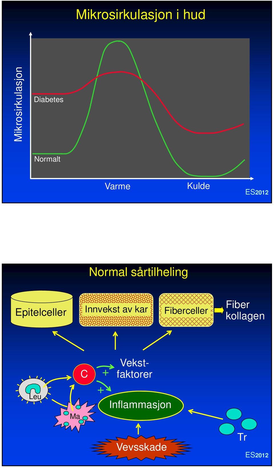 Epitelceller Innvekst av kar Fiberceller Fiber