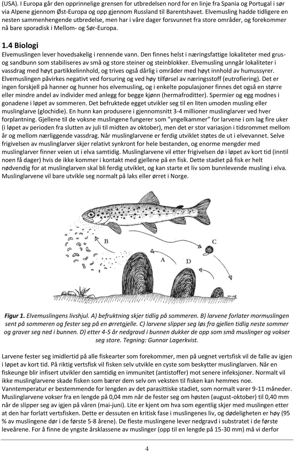 4 Biologi Elvemuslingen lever hovedsakelig i rennende vann. Den finnes helst i næringsfattige lokaliteter med grusog sandbunn som stabiliseres av små og store steiner og steinblokker.