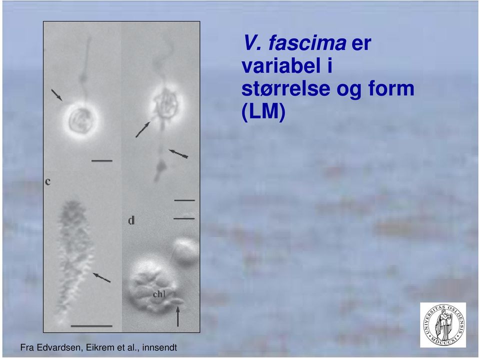 fascima er variabel i