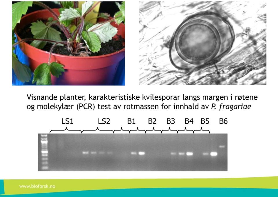 molekylær (PCR) test av rotmassen for