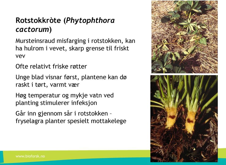 først, plantene kan dø raskt i tørt, varmt vær Høg temperatur og mykje vatn ved planting