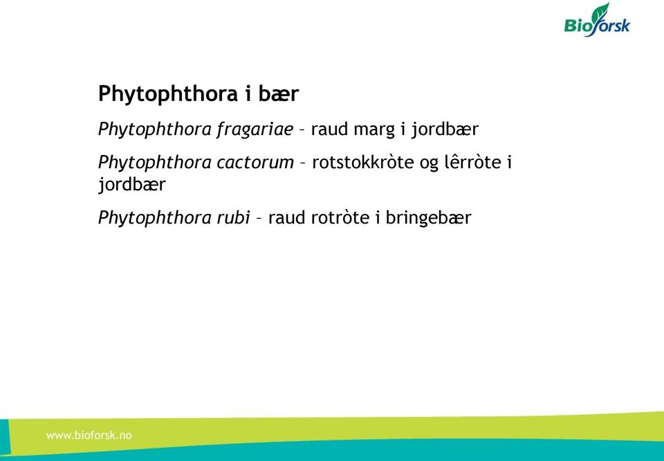 Phytophthora cactorum rotstokkròte og