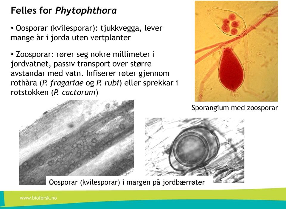 avstandar med vatn. Infiserer røter gjennom rothåra (P. fragariae og P.