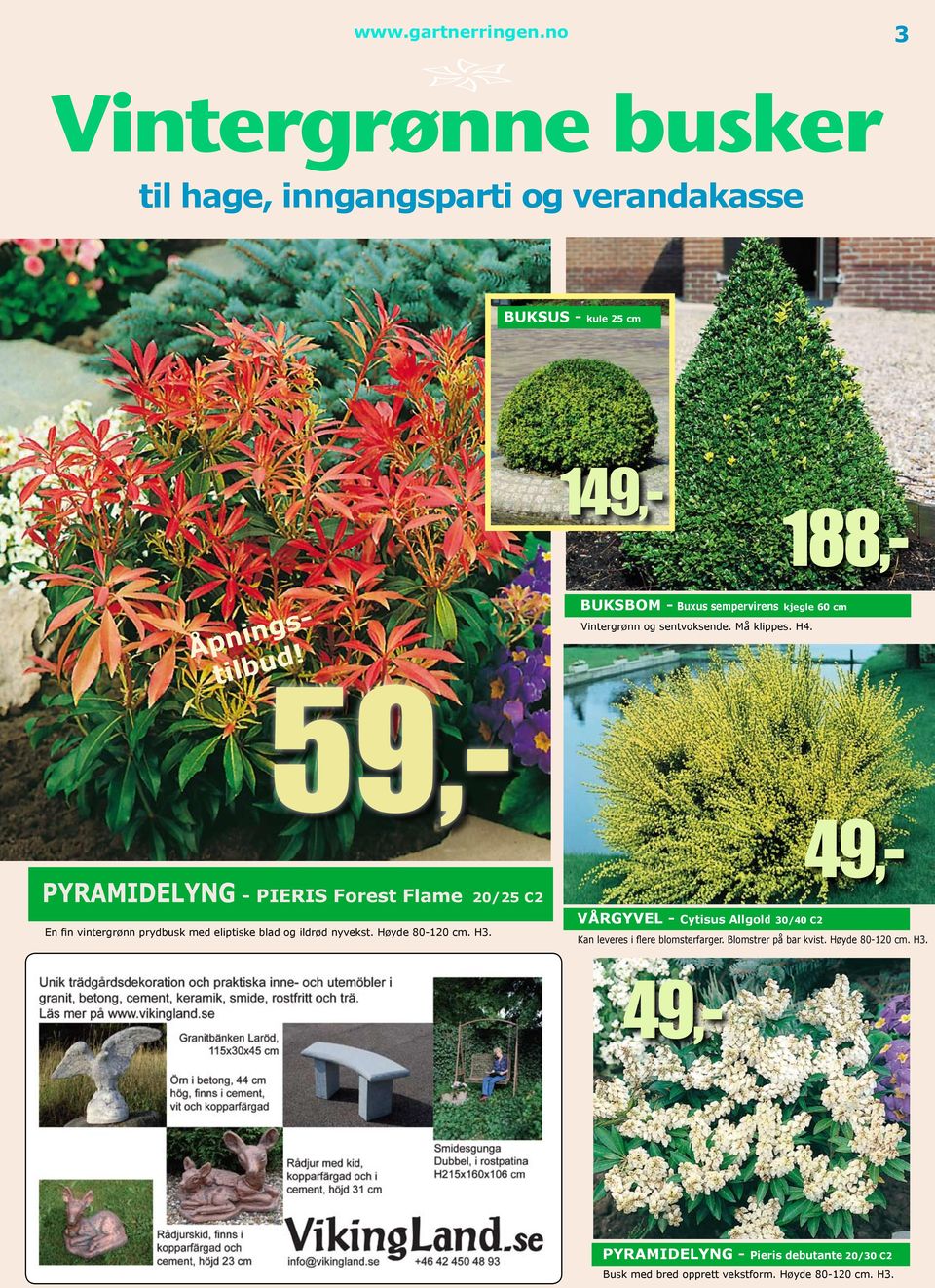 PYRAMIDELYNG - PIERIS Forest Flame 20/25 C2 En fin vintergrønn prydbusk med eliptiske blad og ildrød nyvekst. Høyde 80-120 cm. H3.