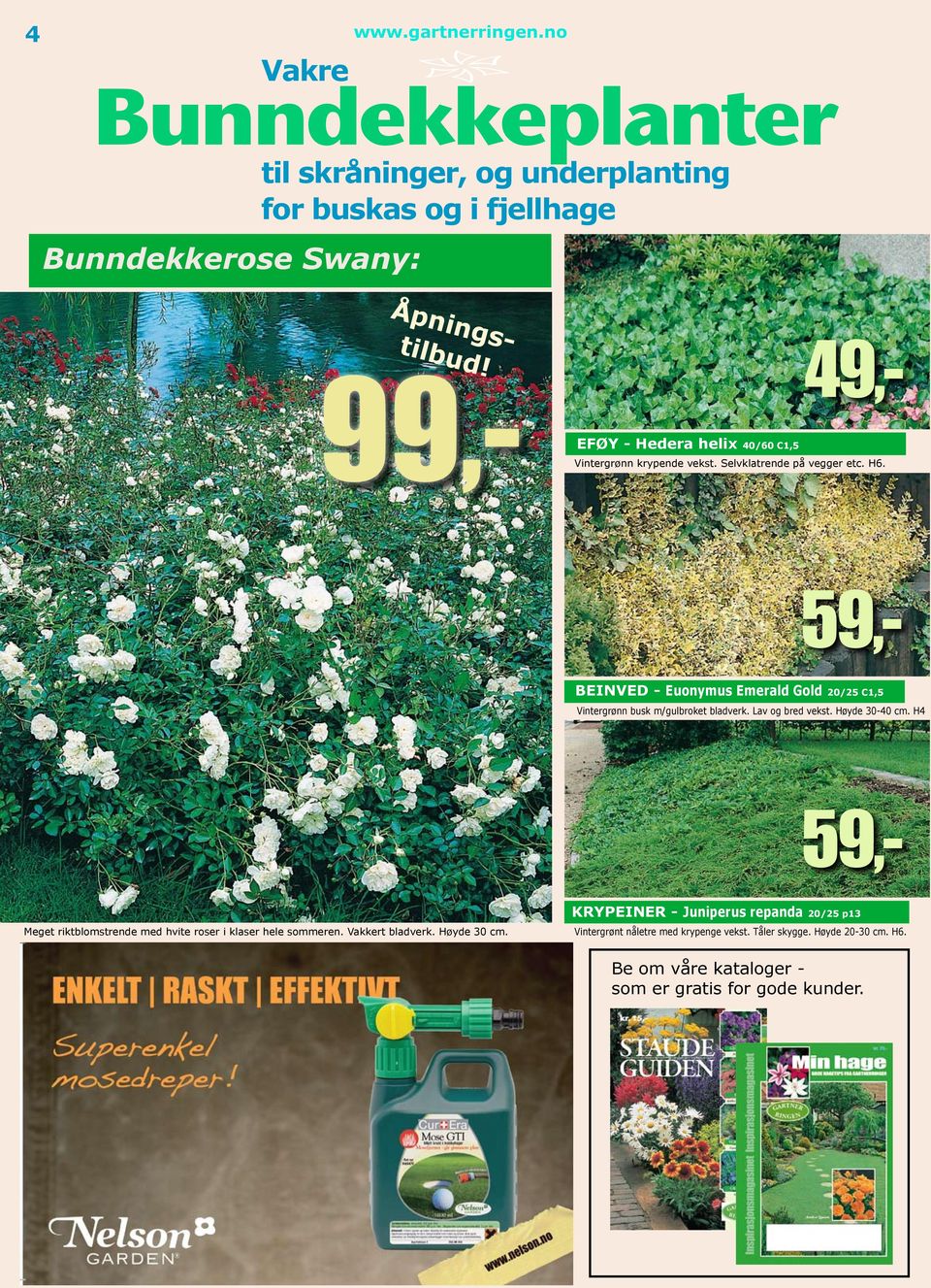 Lav og bred vekst. Høyde 30-40 cm. H4 49,- 59,- Meget riktblomstrende med hvite roser i klaser hele sommeren. Vakkert bladverk. Høyde 30 cm.