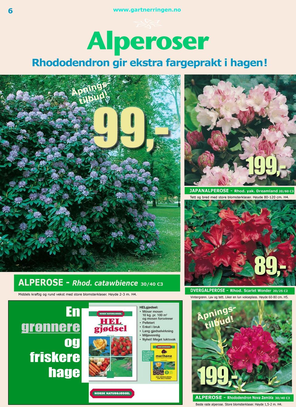 catawbience 30/40 C3 Middels kraftig og rund vekst med store blomsterklaser. Høyde 2-3 m. H4.