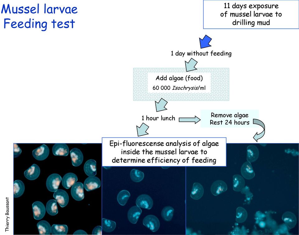 Isochrysis/ml 1 hour lunch Remove algae Rest 24 hours Epi-fluorescense