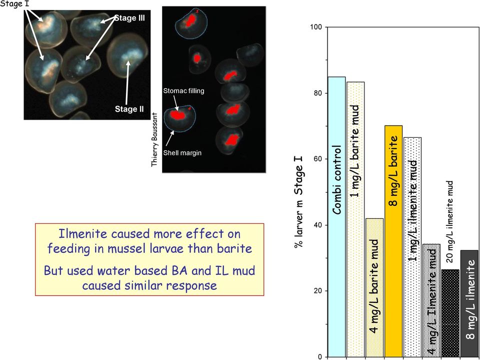 barite Stage I Stage III 1 Stomac filling 8 Stage II Shell margin 6 Ilmenite caused more effect