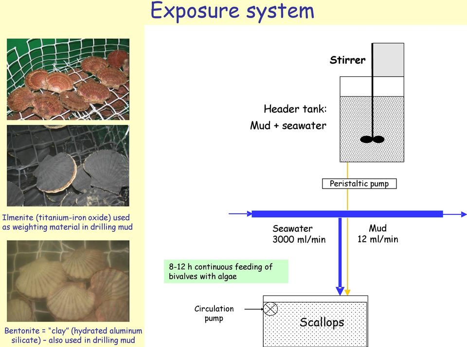 Mud 12 ml/min 8-12 h continuous feeding of bivalves with algae Bentonite = clay