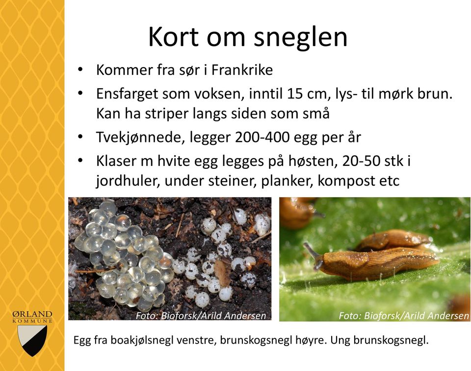 på høsten, 20-50 stk i jordhuler, under steiner, planker, kompost etc Foto: Bioforsk/Arild Andersen