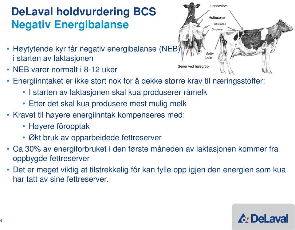 Etter det skal kua produsere mest mulig melk Kravet til høyere energiinntak kompenseres med: Høyere fôropptak Økt bruk av opparbeidede fettreserver Ca 30% av energiforbruket i