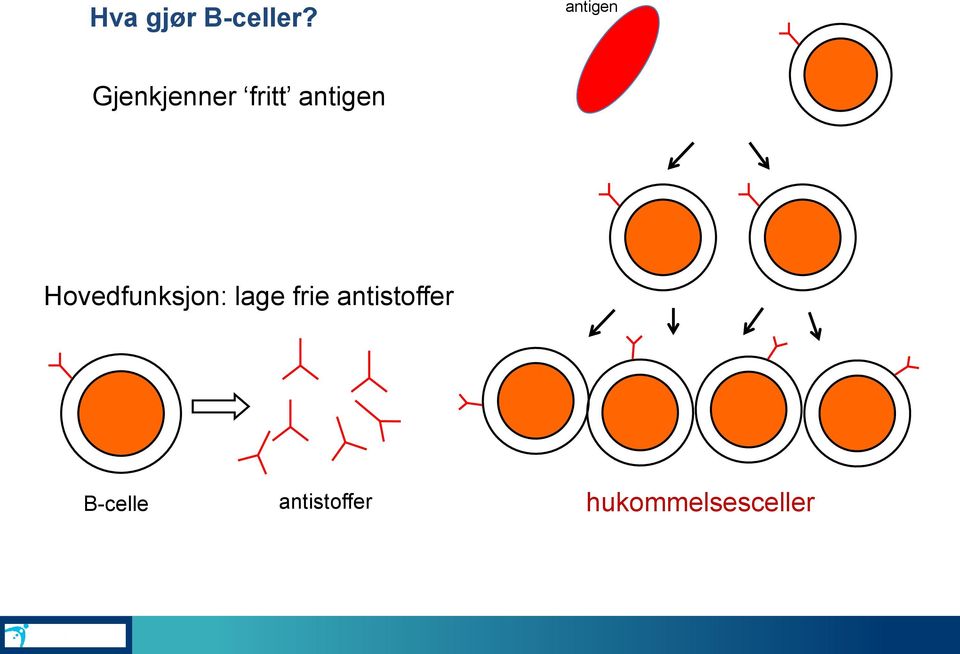 antigen Hovedfunksjon: lage