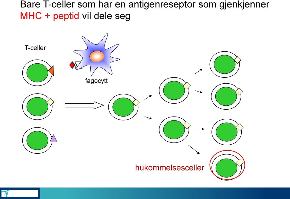 gjenkjenner MHC + peptid vil