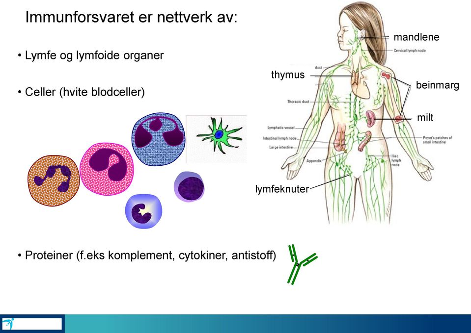 thymus mandlene beinmarg milt lymfeknuter