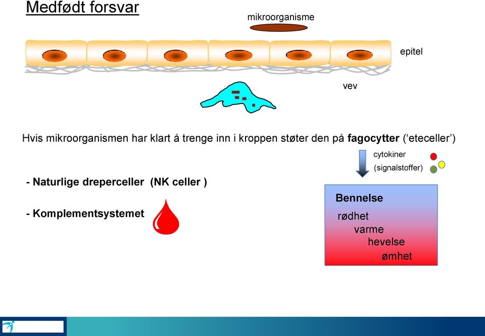 eteceller ) - Naturlige dreperceller (NK celler ) -