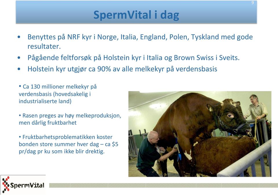 Holstein kyr utgjør ca 90% av alle melkekyr på verdensbasis Ca 130 millioner melkekyr på verdensbasis (hovedsakelig i