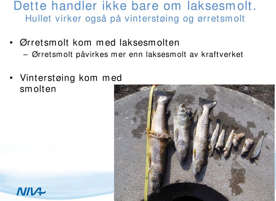 Ørretsmolt kom med laksesmolten Ørretsmolt påvirkes