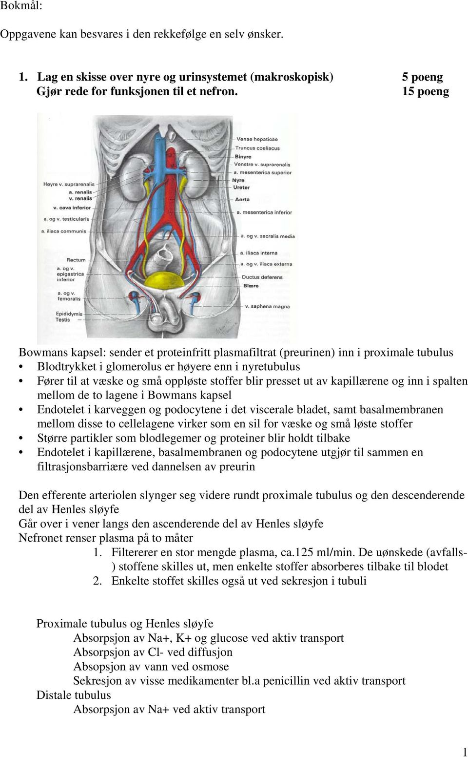 presset ut av kapillærene og inn i spalten mellom de to lagene i Bowmans kapsel Endotelet i karveggen og podocytene i det viscerale bladet, samt basalmembranen mellom disse to cellelagene virker som