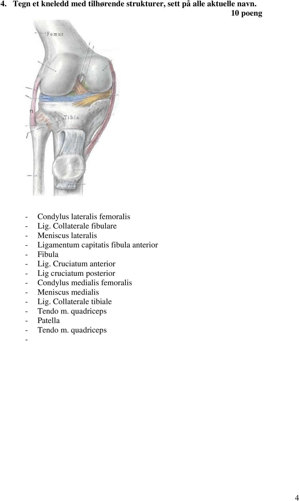 Collaterale fibulare - Meniscus lateralis - Ligamentum capitatis fibula anterior - Fibula - Lig.