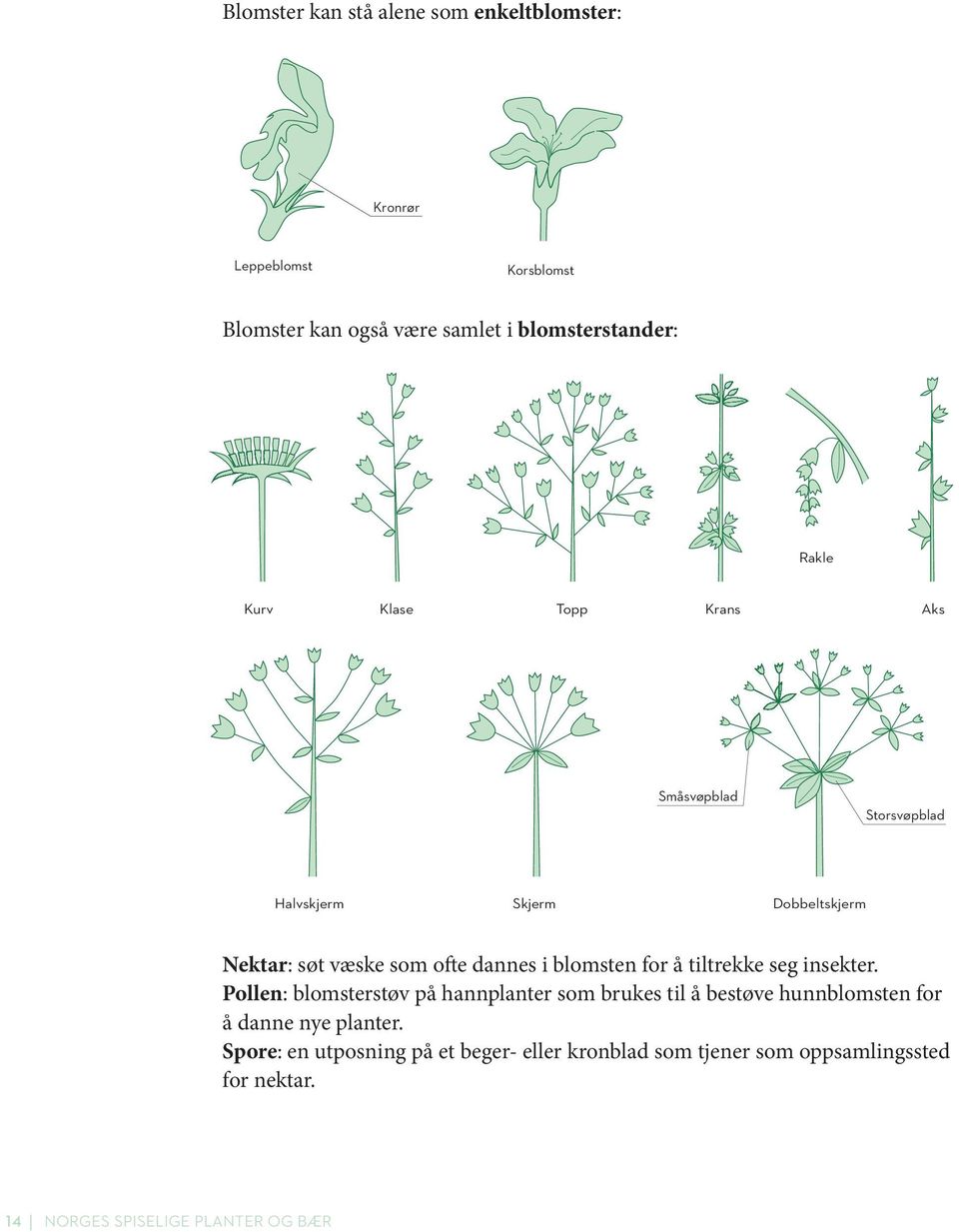 ofte dannes i blomsten for å tiltrekke seg insekter.