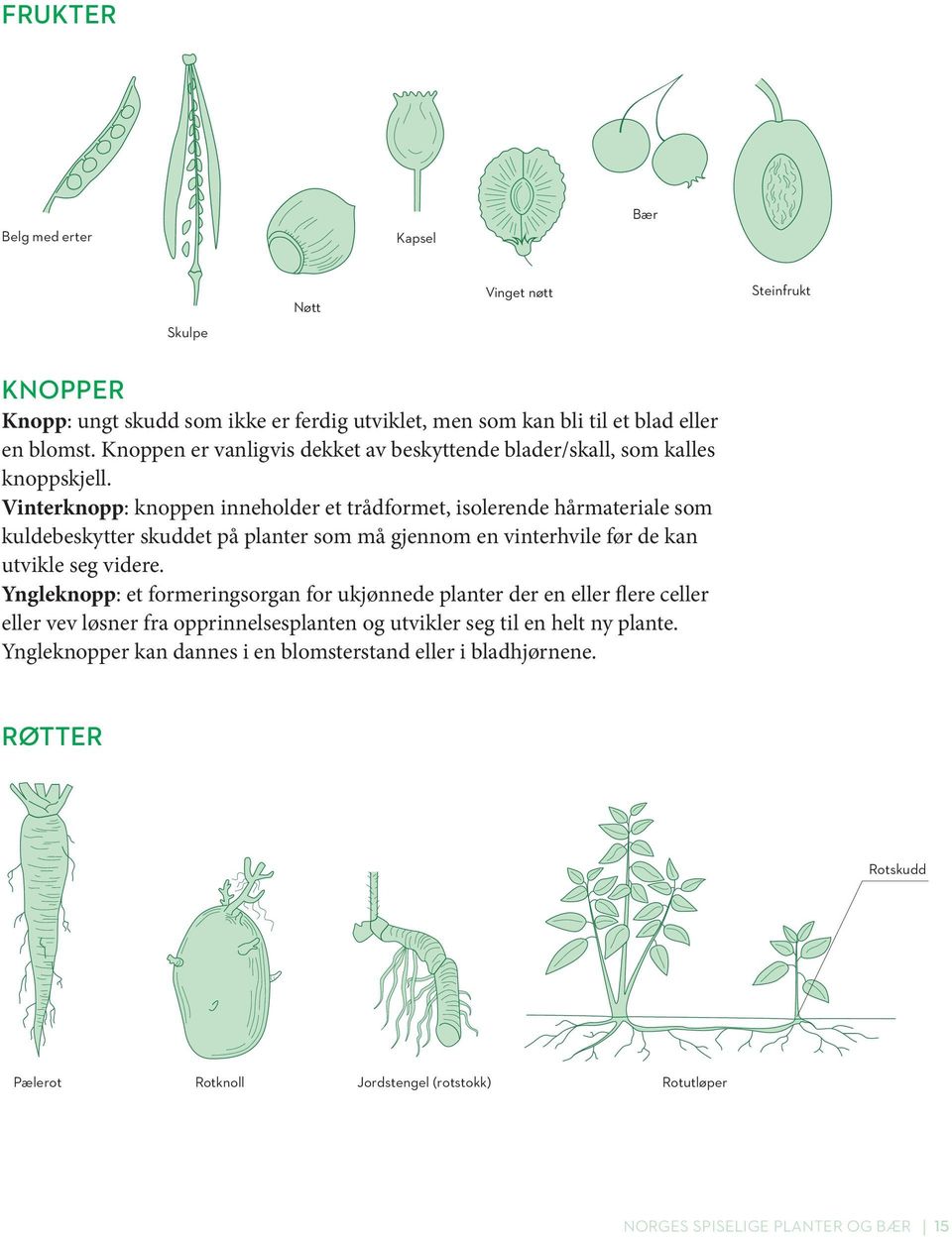 Vinterknopp: knoppen inneholder et trådformet, isolerende hårmateriale som kuldebeskytter skuddet på planter som må gjennom en vinterhvile før de kan utvikle seg videre.